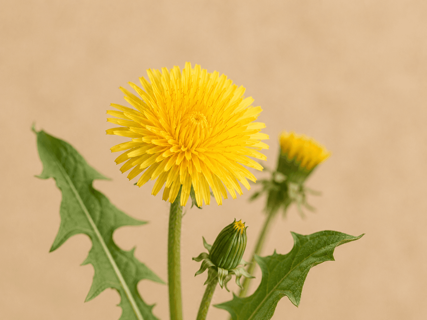 Dandelion