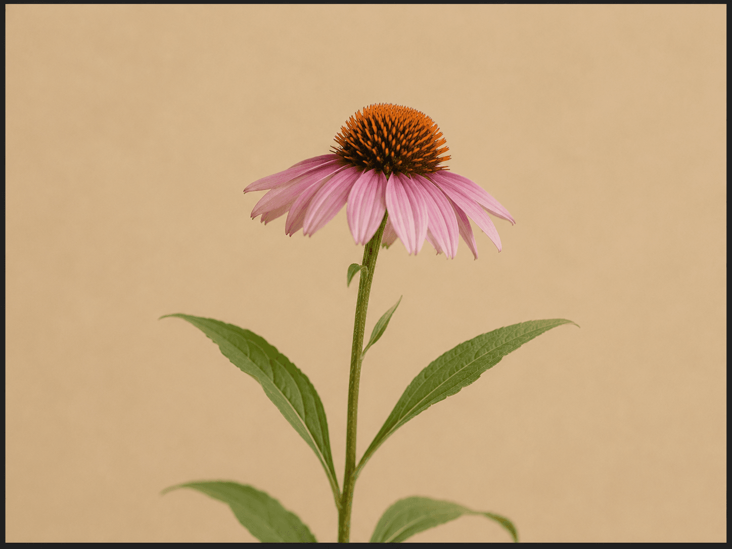 Echinacea