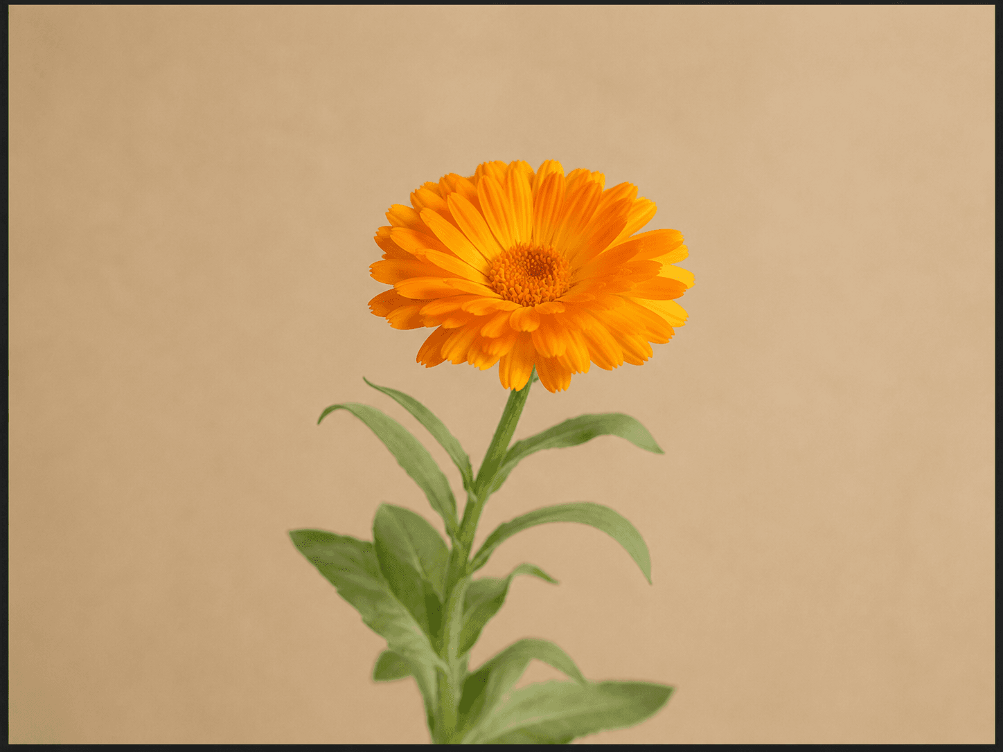 Calendula