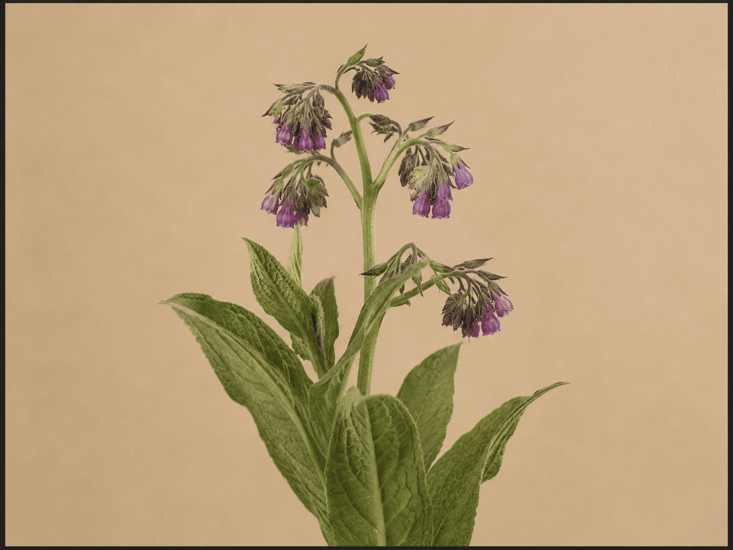 Comfrey