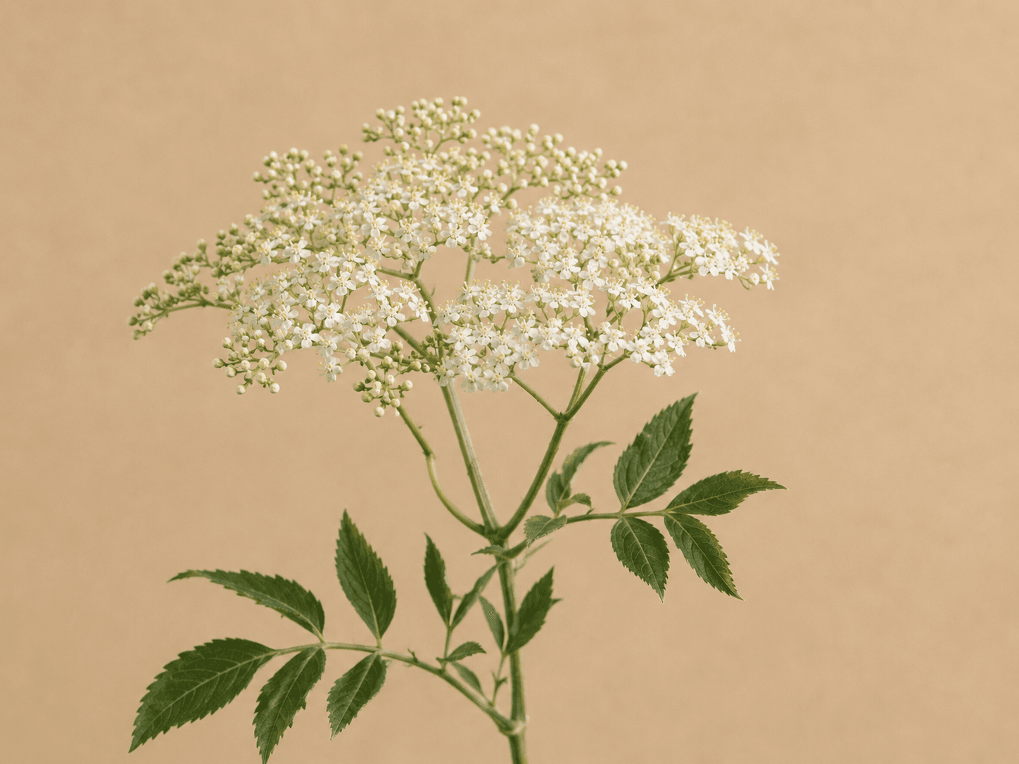 Elderberry