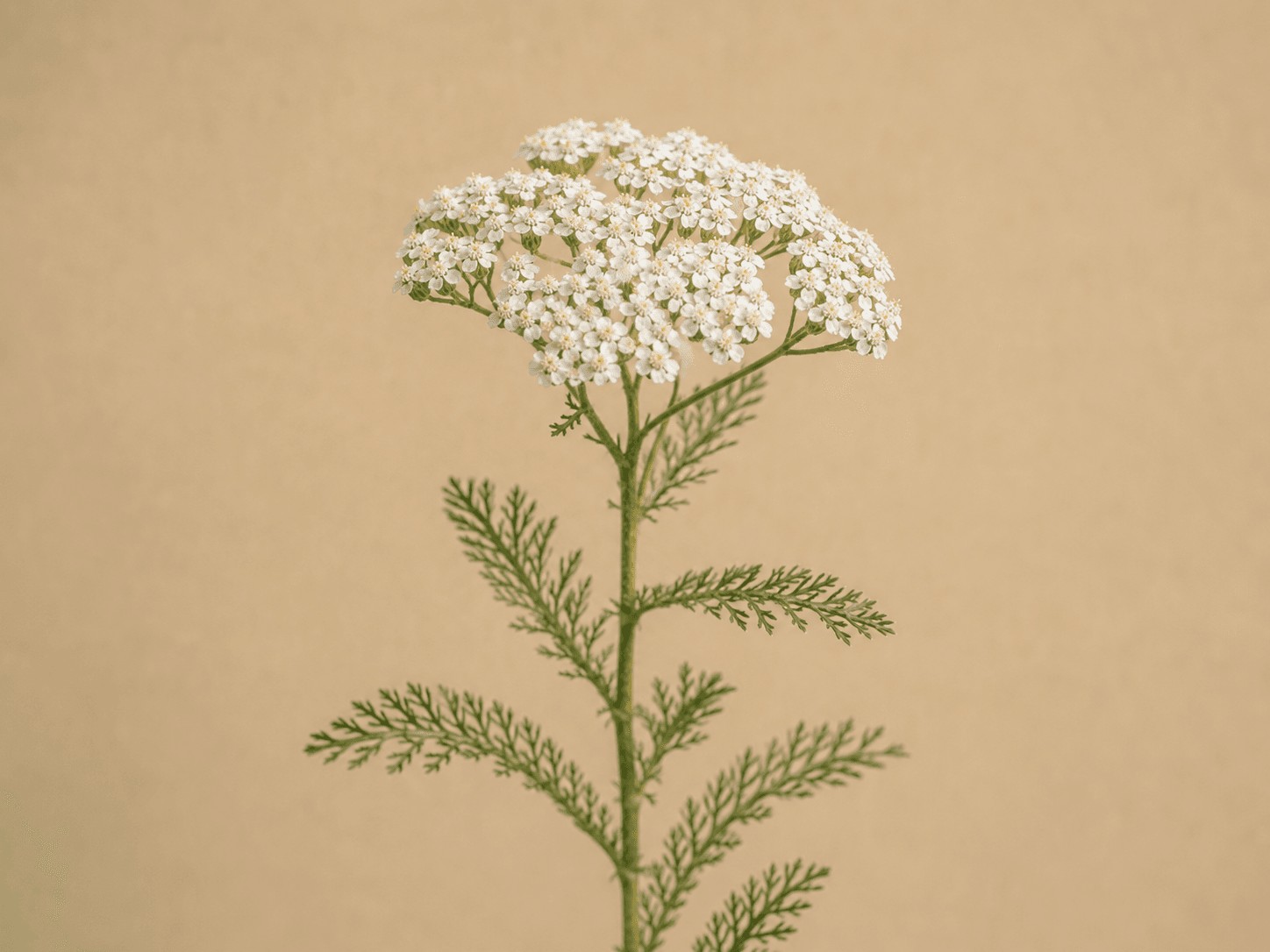 Yarrow